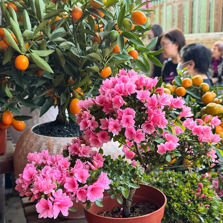 Hong Kong Flower Market Guide, Mong Kok Flower Market: Green Life Plants