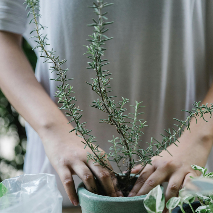 Hong Kong Flower Market Guide, Mong Kok Flower Market: Tropical bonsai plant