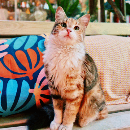 cat cafe HK, best cat cafe Hong Kong