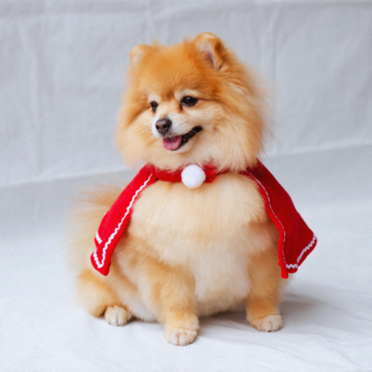 best pet photographers in hong, pet photography studio hong kong, cat photography, dog photography
